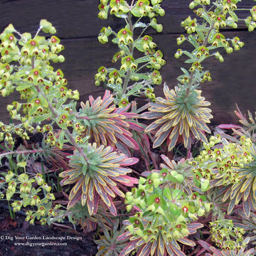 Euphorbia - Plants That Brighten Up The Late Winter Garden