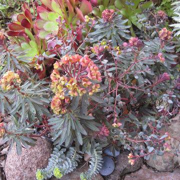 Euphorbia - Plants That Brighten Up The Late Winter Garden