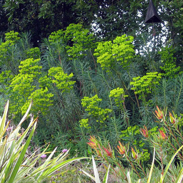 Euphorbia - Plants That Brighten Up The Late Winter Garden