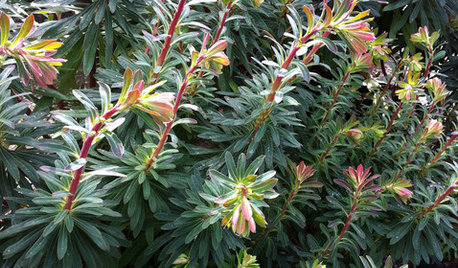 Great Design Plant: Euphorbia