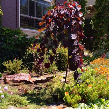 Every garden needs a focal point like a weeping Red Bud tree.