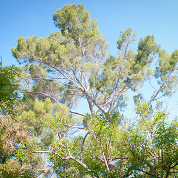 Expansive Tree Canopy