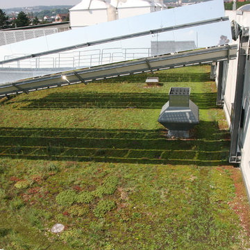 Extensive Green Roofs