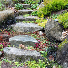 Stepping Stones and Ground Covers