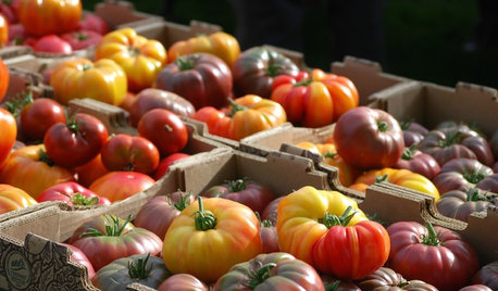 New Heirloom Tomato Hybrids Offer the Best of Both Worlds