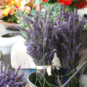 F A R M - Lavender Farms + Fields