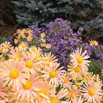 Fall Asters and Hardy Mums