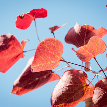 Fall Color: Eastern Redbud