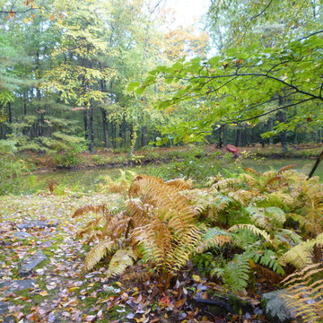 Fall ferns at pond's edge