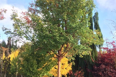 Fall Harvest- Paperbark Maple