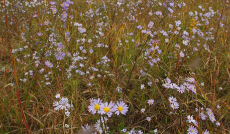 15 Native Flowers That Feed Native Bees