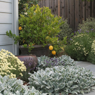 Front Yard Trees | Houzz