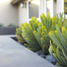The Succulence of Succulents in the Home
