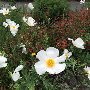 Favorite California Native Plants I Design With in Northern CA