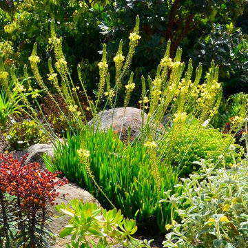 Favorite Plants and Plant Combinations