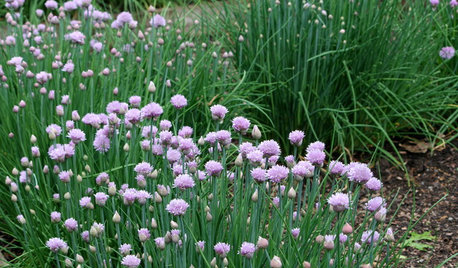 Herb Garden Essentials: How to Grow Chives