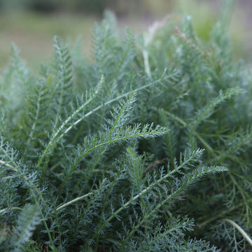 Feathery Yarrow