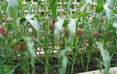 How to Grow Your Own Fresh, Sweet Corn