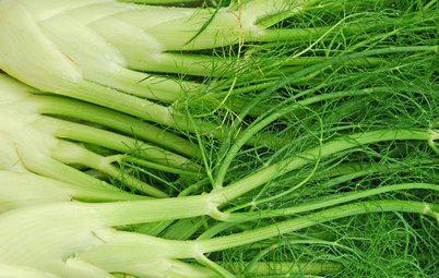 Cool-Season Vegetables: How to Grow Fennel