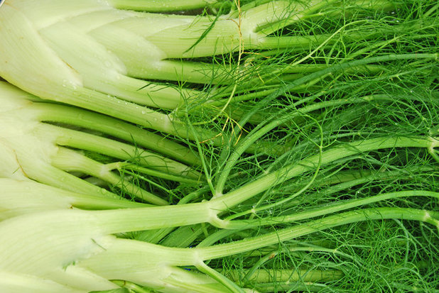 Landscape Fennel