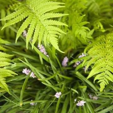 Ferns and Liriope