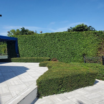 Ficus Hedge