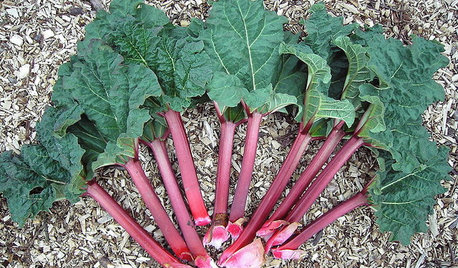Comment cultiver la rhubarbe ?