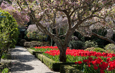 Easygoing Tulip Ideas From a Grand California Garden