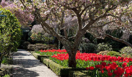 Easygoing Tulip Ideas From a Grand California Garden
