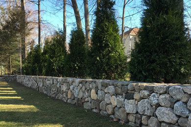 Finished wall planted with 'Green Giant' Arborvitae