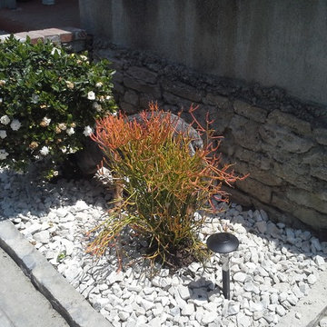 Fire Stick plant and Gardenia in crushed white granite