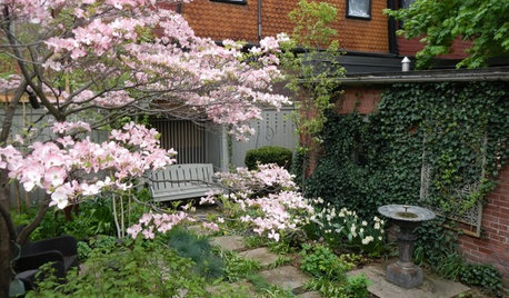 8 Trees Landscape Designers Love for Small Spaces