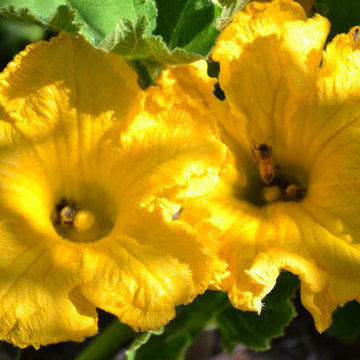 Floral-kabocha blossoms with bees.