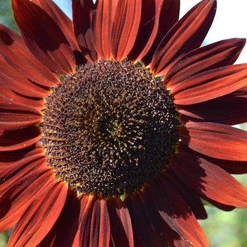 Floral-Sunflower