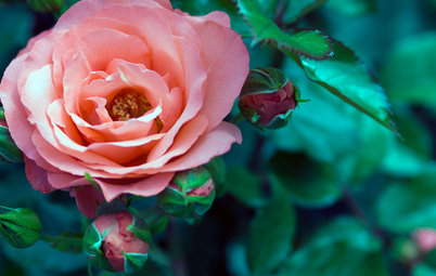 Your Complete Guide to Fall Rose Care
