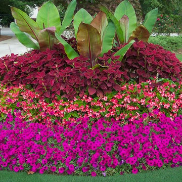Flower Gardens in the South