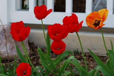 Flowering Bulbs -- Tulips