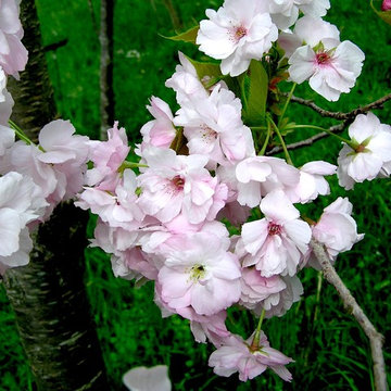 Flowering Cherry Tree