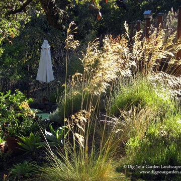 Flowers & Foliage Textures Up Close - San Anselmo, CA garden.