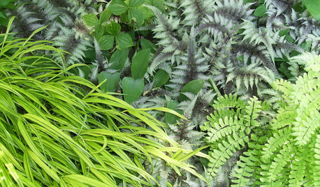 6 Fantastic Ferns to Enliven Shady Garden Spots