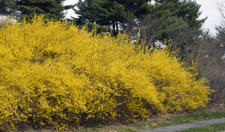 8 Sunny Spring Flowers