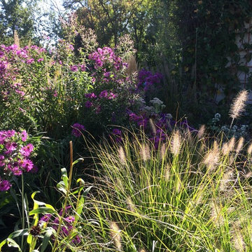 Fountain Grasses and Asters Aglow