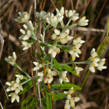 Fragrant Cudweed (Pseudognaphalium obtusifolium)