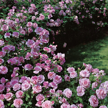 Fragrant Lavender Simplicity® Hedge Rose