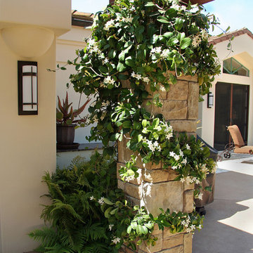 Fragrant Stephanotis