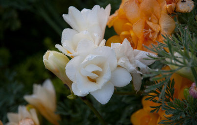 Plant Freesias for Sweet-Smelling Blooms in Spring