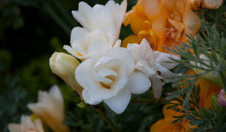 Plant Freesias for Sweet-Smelling Blooms in Spring
