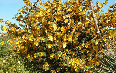 Great Native Plant: California Flannel Bush