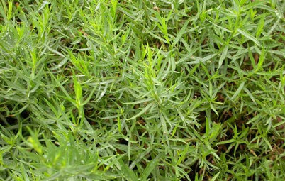 Herb Garden Essentials: Grow Your Own Tarragon