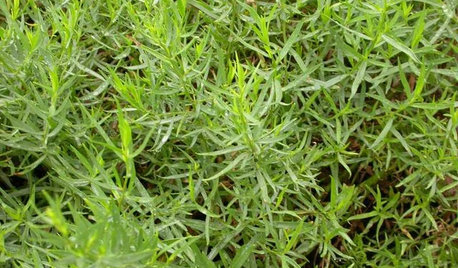 Herb Garden Essentials: Grow Your Own Tarragon